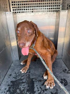 Blue, Labrador Retriever, young, available for adoption