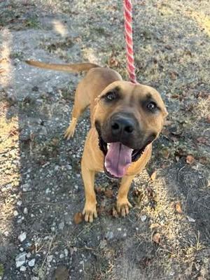 a brown dog on a leash looking up at the camera with its tongue out