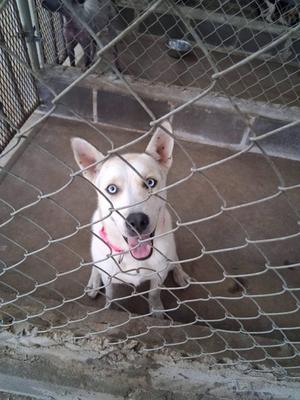 A white dog with blue eyes and a pink collar is looking through a chain-link fence.