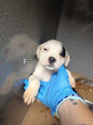61854811, Mixed Breed, puppy, available for adoption