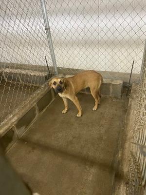 61916291, Mixed Breed, adult, available for adoption