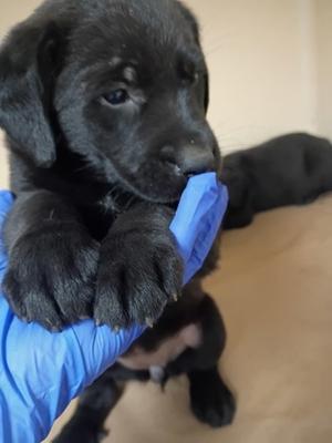 61448111, Mixed Breed, puppy, available for adoption