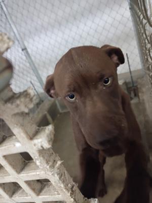 61856055, Labrador Retriever Mix, adult, available for adoption