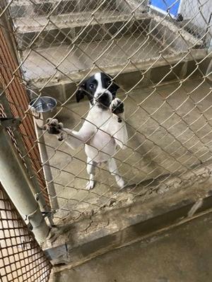 A black and white dog standing on its hind legs behind a chain-link fence, with its front paws resting on the fence. The dog appears to be in a kennel or enclosure with a concrete floor and a metal bowl attached to the fence.