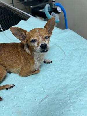 61313496, Chihuahua - Smooth Coated Mix, available for adoption