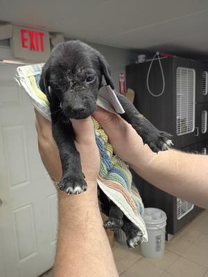 61727278, Mixed Breed, puppy, available for adoption