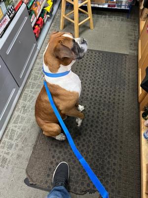 61916342, Bulldog Mix, adult, available for adoption
