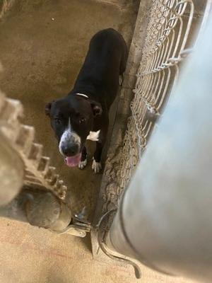 61916225, Mixed Breed, adult, available for adoption