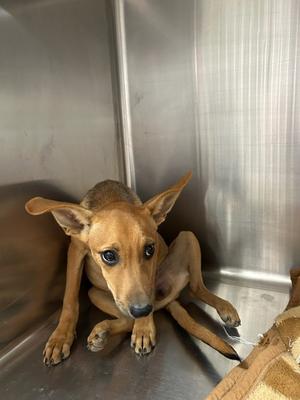 61857912, Mixed Breed, young, available for adoption