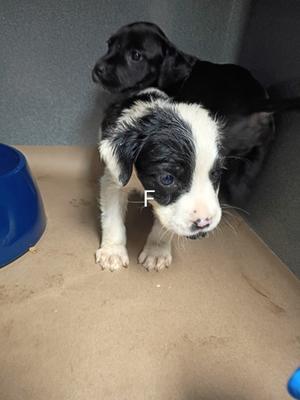 61854845, Mixed Breed, puppy, available for adoption