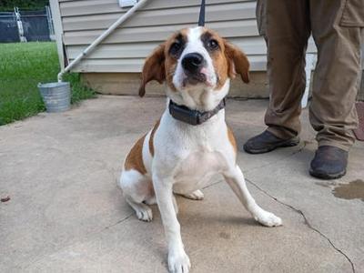 A brown and white dog sitting on a concrete surface, wearing a collar, with a person standing behind it.