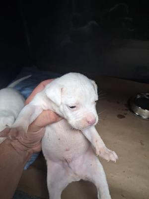 61400253, Bulldog Mix, puppy, available for adoption