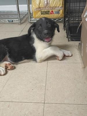 61483598, German Shepherd Dog Mix, puppy, available for adoption