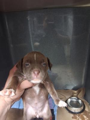 a small brown and white puppy being held by a person's hand