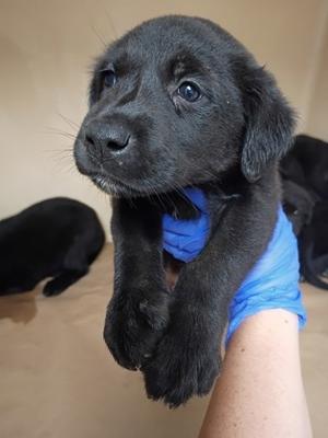 61448304, Mixed Breed, puppy, available for adoption