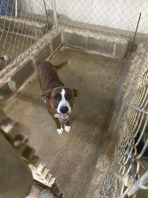 A brown and white dog standing in a kennel, looking up with its mouth open and tongue out.