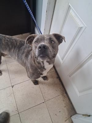 A brindle-colored dog with a white chest and muzzle stands on a tiled floor, looking up at the camera. The dog is on a leash, and a white door is visible in the background.