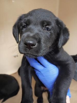 61448246, Mixed Breed, puppy, available for adoption