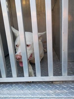 A white dog with a pink nose and tongue sticking out, lying down in a metal cage with vertical bars.