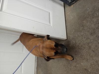 61828157, Mixed Breed, adult, available for adoption