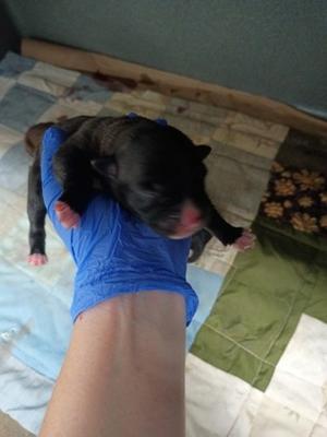 61464029, German Shepherd Dog Mix, puppy, available for adoption