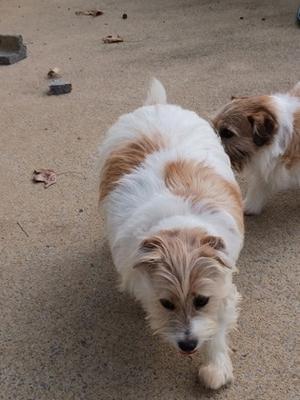 Two small dogs with white and brown fur walking on a sandy surface.