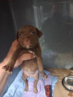 61400123, Bulldog Mix, puppy, available for adoption