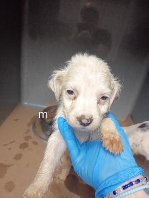 61854578, Mixed Breed, puppy, available for adoption