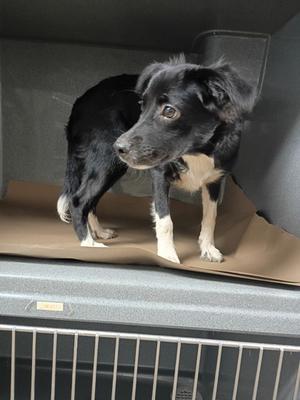 61440789, Border Collie Mix, puppy, available for adoption