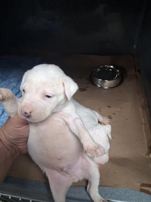 61400201, Bulldog Mix, puppy, available for adoption