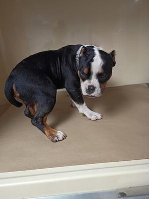 a black and white dog with brown markings on its legs and face, standing on a beige surface