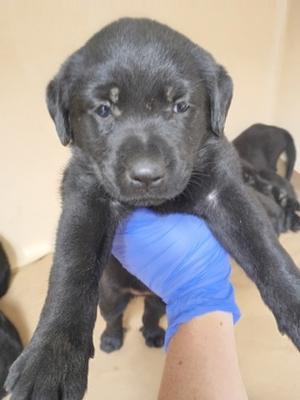 61448176, Mixed Breed, puppy, available for adoption