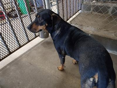 A black and tan dog standing in a kennel, looking to the side.