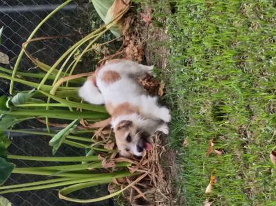 61847659, Terrier Mix, adult, available for adoption