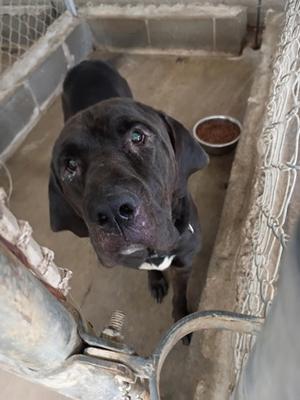 A black dog with a white patch on its chest is standing in a concrete enclosure, looking up at the camera. The dog has a large, droopy face and a bowl of food is visible in the background.