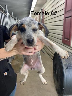 61505060, Mixed Breed, puppy, available for adoption
