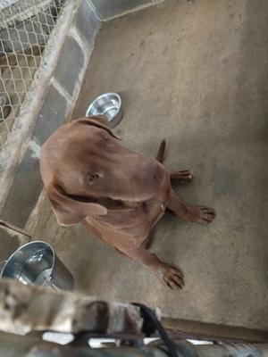 A brown dog sitting on a concrete floor in a kennel, looking up at the camera.