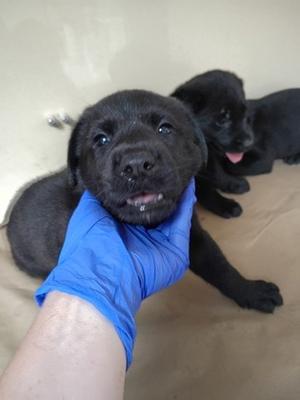 61448060, Mixed Breed, puppy, available for adoption