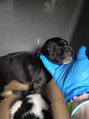 61854872, Mixed Breed, puppy, available for adoption