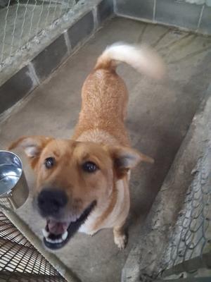 A brown dog with a white-tipped tail standing in a cage, looking up with its mouth open.