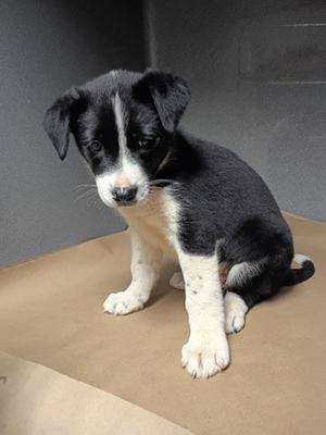 61405327, Border Collie Mix, puppy, available for adoption