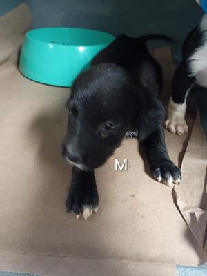 61854952, Mixed Breed, puppy, available for adoption
