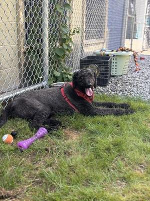 Moses, Standard Poodle, young, available for adoption