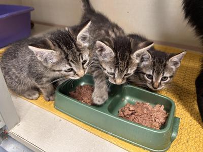 Tabby kittens, kitten, available for adoption