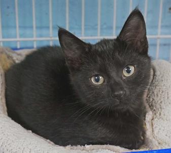 Astrid, kitten, available for adoption