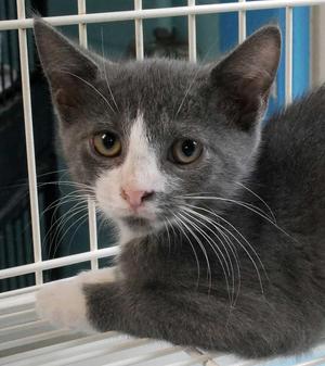 Buttercup, kitten, available for adoption