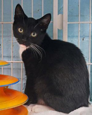 Hiccup, kitten, available for adoption