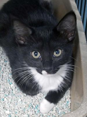Baymax, kitten, available for adoption