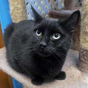 Mr. Maggie, young, available for adoption