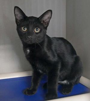 Brunson, kitten, available for adoption
